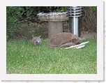 Egels in de tuin 012 * 3648 x 2736 * (5.85MB)